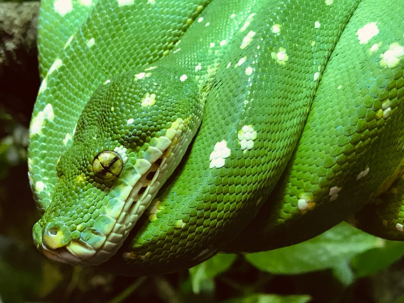 Detroit Zoo Reptile House