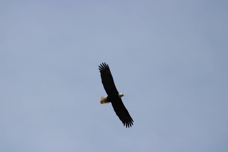 American Lake Wildlife Spot