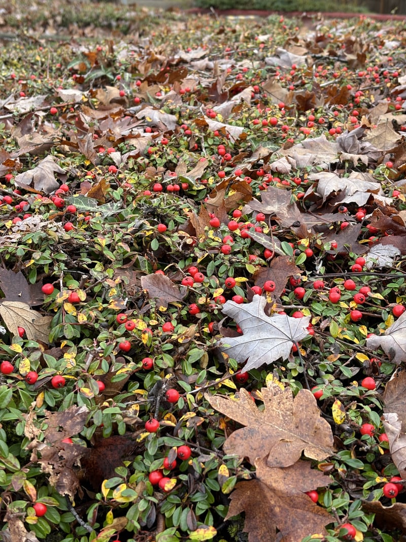 Wembley Park Autumn Groundcover