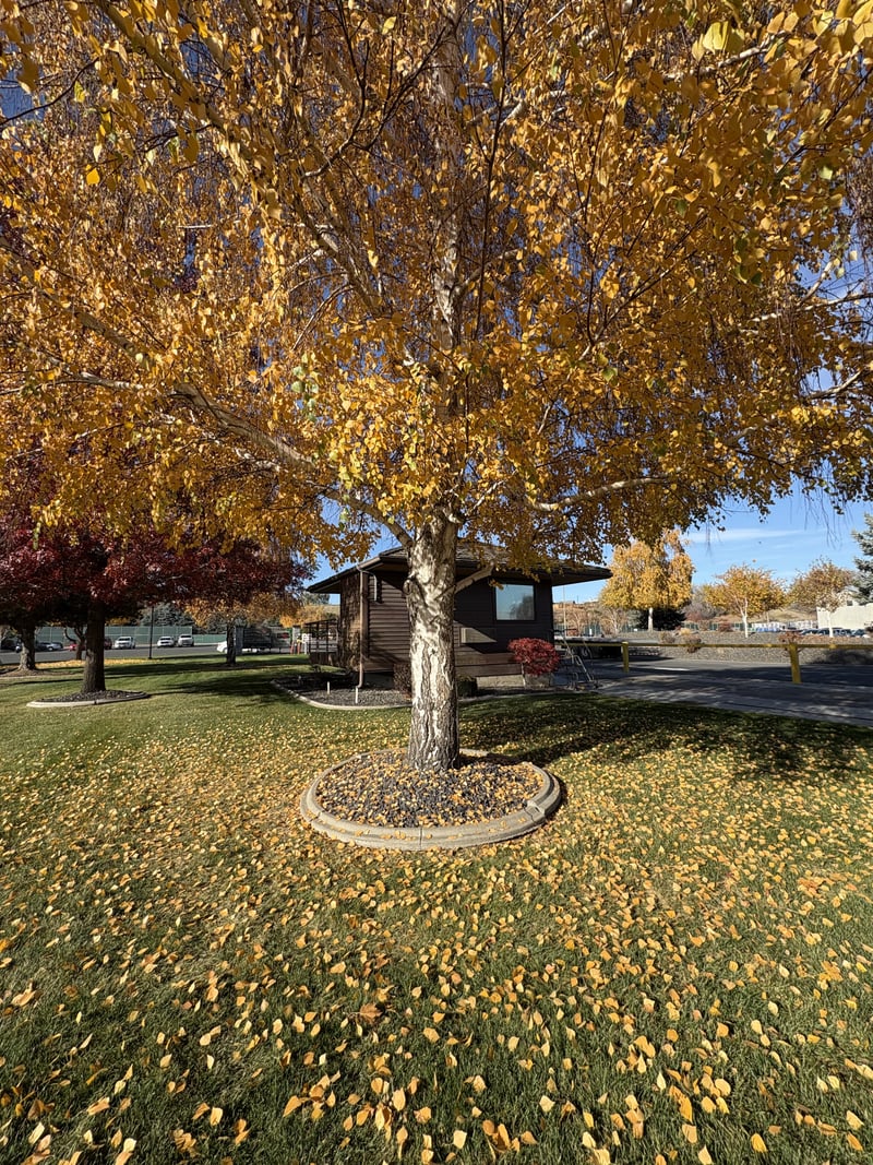 Wenas Road Autumn Birch