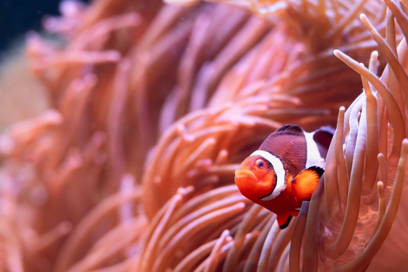Georgia Aquarium
