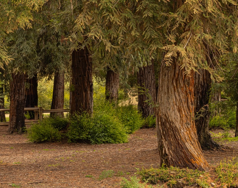 Carbon Canyon Regional Park Redwood Grove