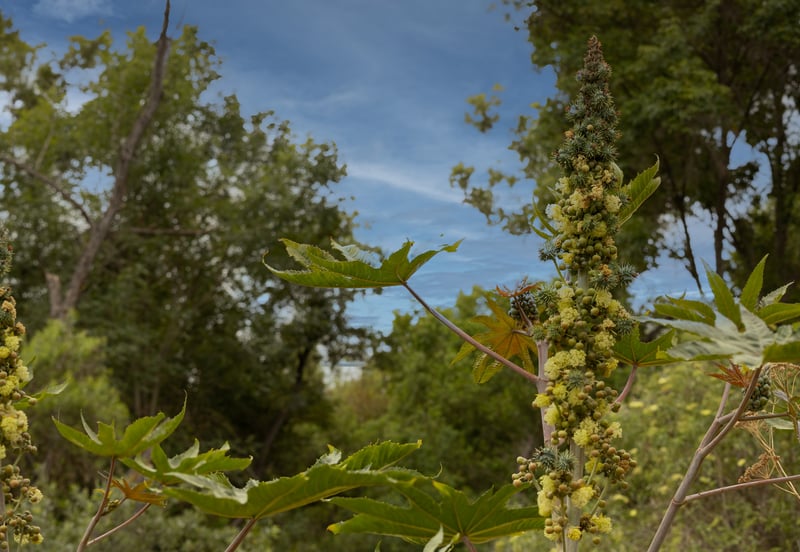 Brea Hills Botanical Spot