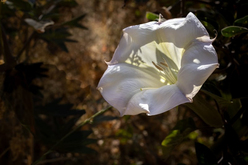 Yorba Linda Foothills