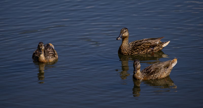 Olinda Ranch Community Pond