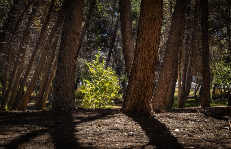 Yorba Regional Park