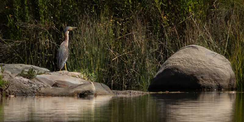 Yorba Regional Park