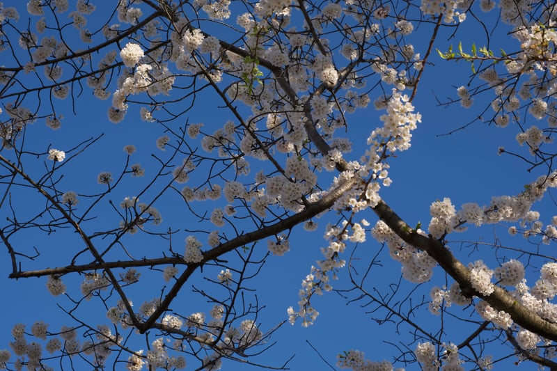Roosevelt Island Cherry Blossoms