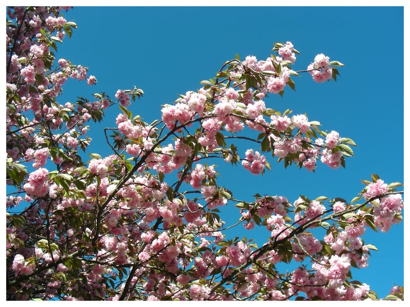Centreville Spring Blossoms