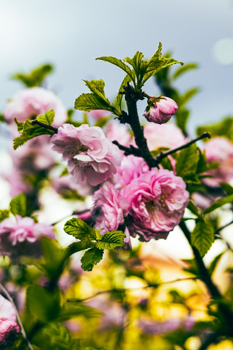 Edmonton Spring Blossoms
