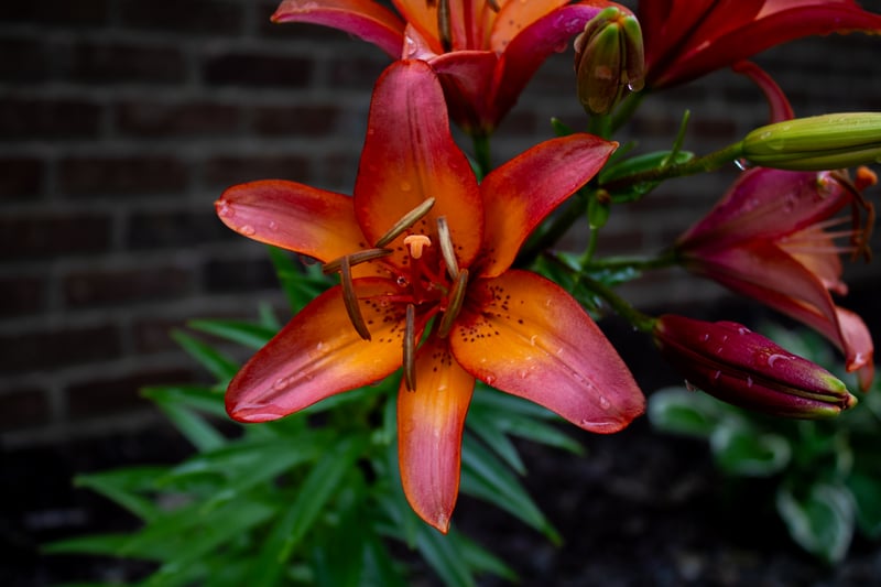 Mansfield Garden Blooms