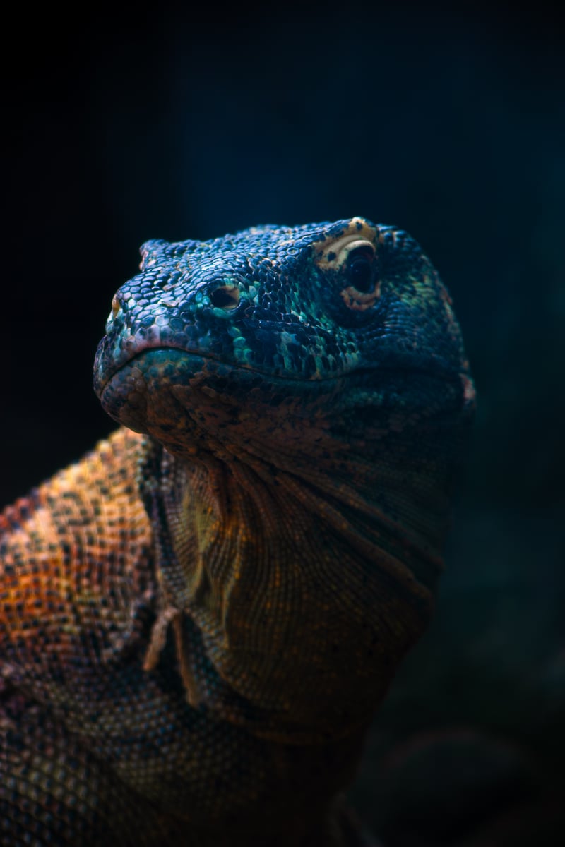 San Diego Zoo