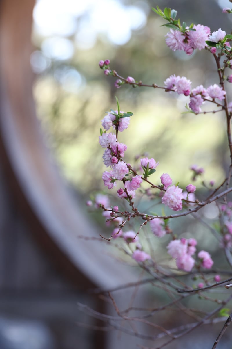 Denver Botanic Gardens - Japanese Garden