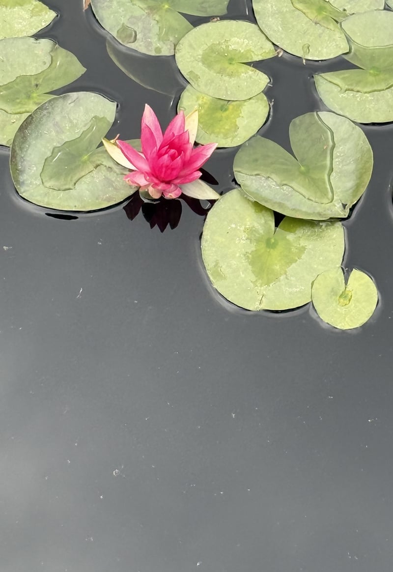 Denver Botanic Gardens