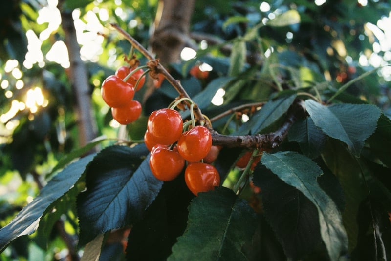 Yakima Valley Cherry Orchard