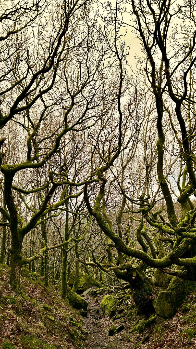 Mossy Woodland Trail near Bamford