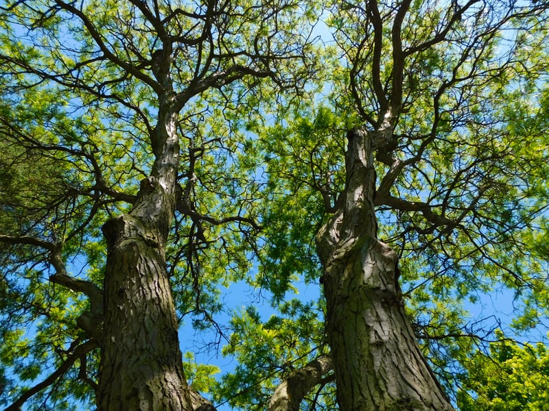 Salmon Creek Canopy