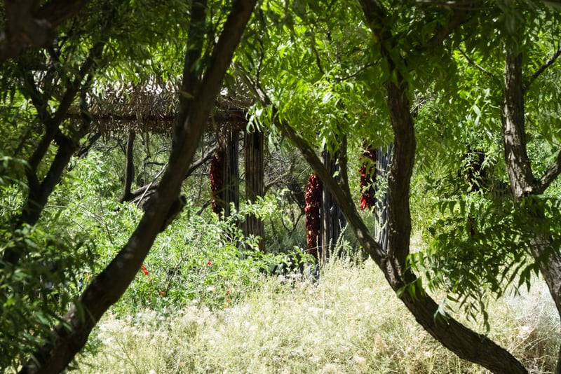 ABQ BioPark Botanic Garden