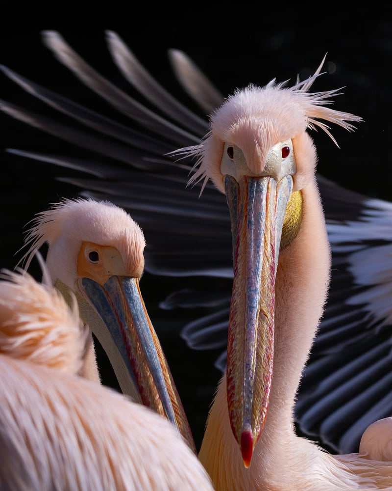 Hellabrunn Zoo