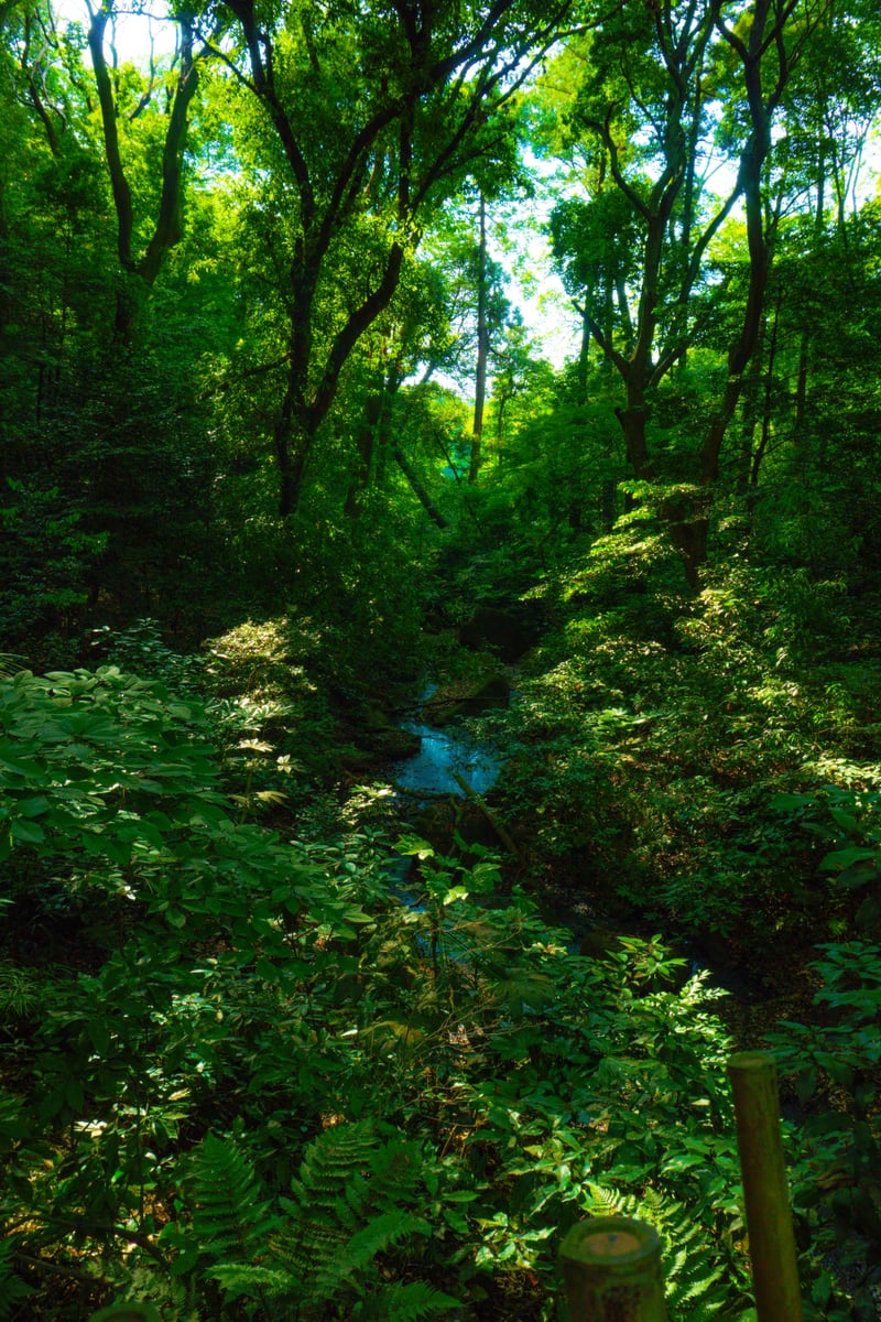 Meiji Jingu Inner Garden