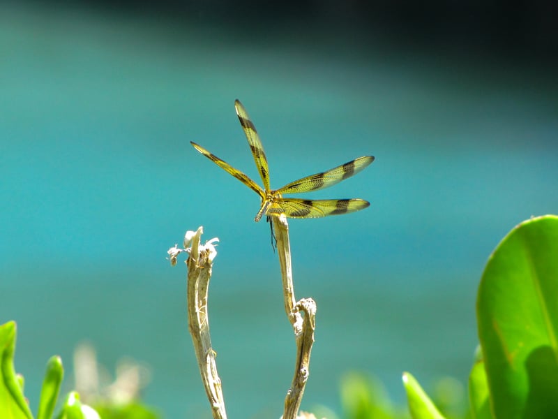Miami Riverwalk Nature Spot