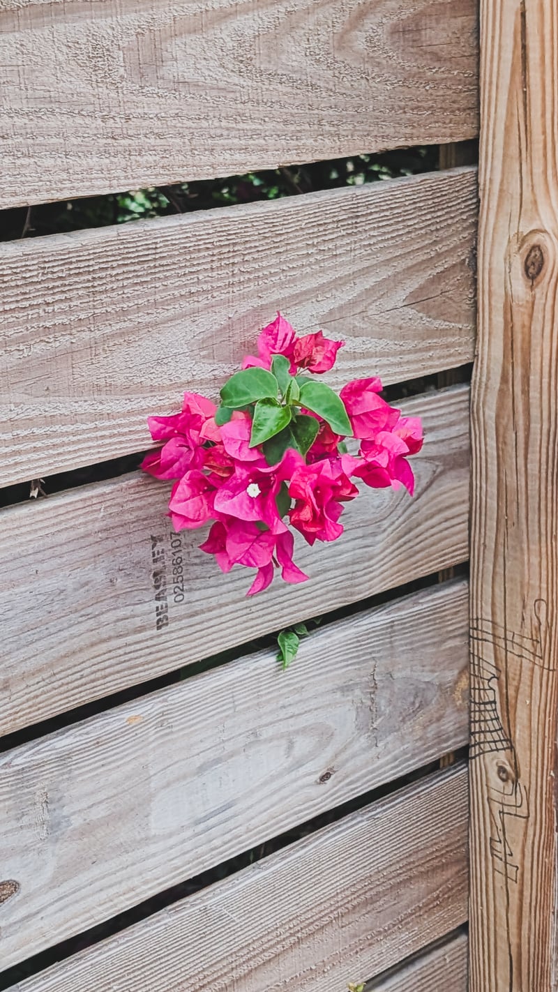 Downtown Miami Bougainvillea Fence