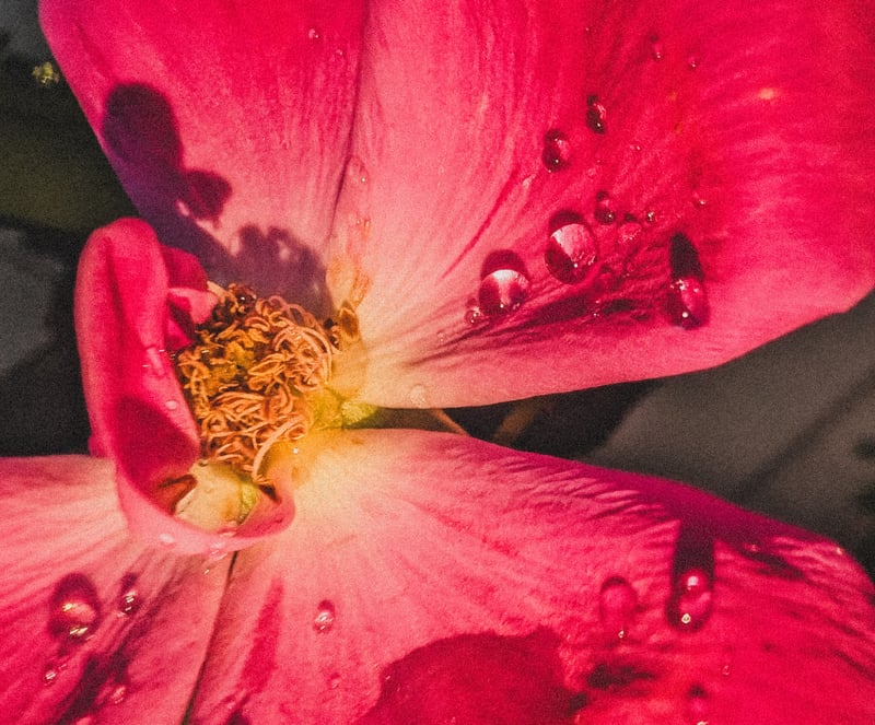 Downtown Miami Floral Macro