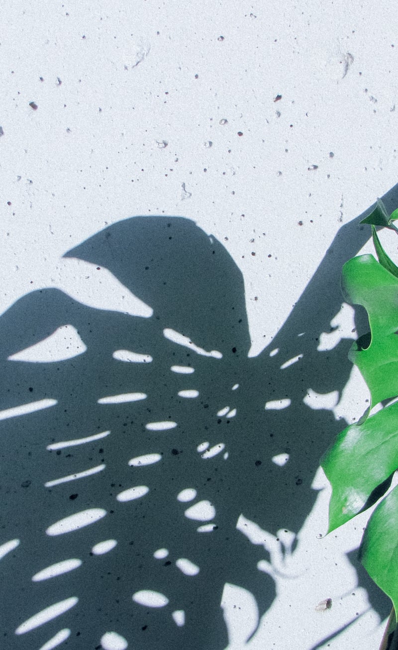 Downtown Miami Monstera Wall