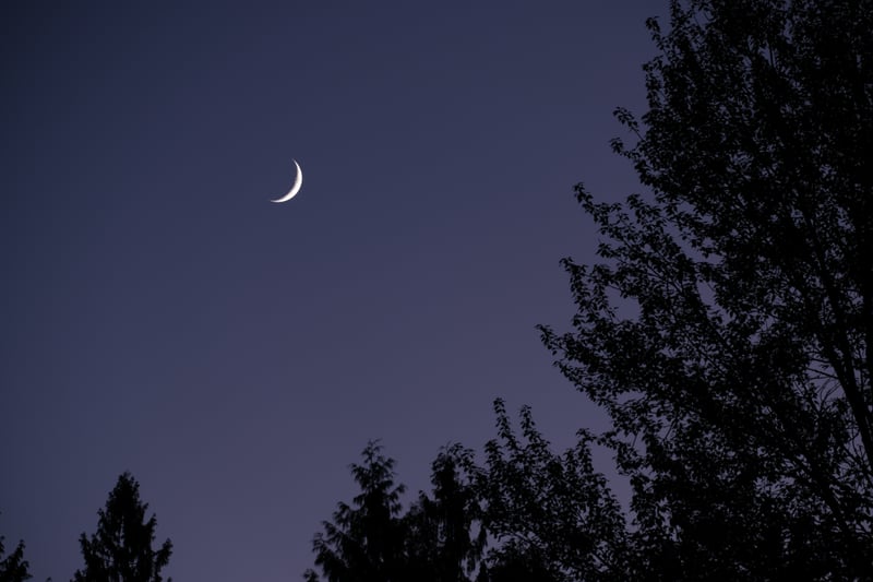 Graham Forest Nightscape