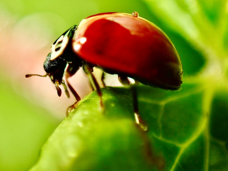 Oregon City Garden Macro