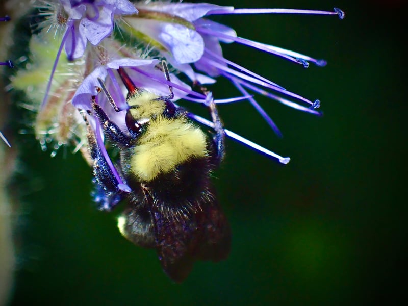 Oregon City Garden Macro