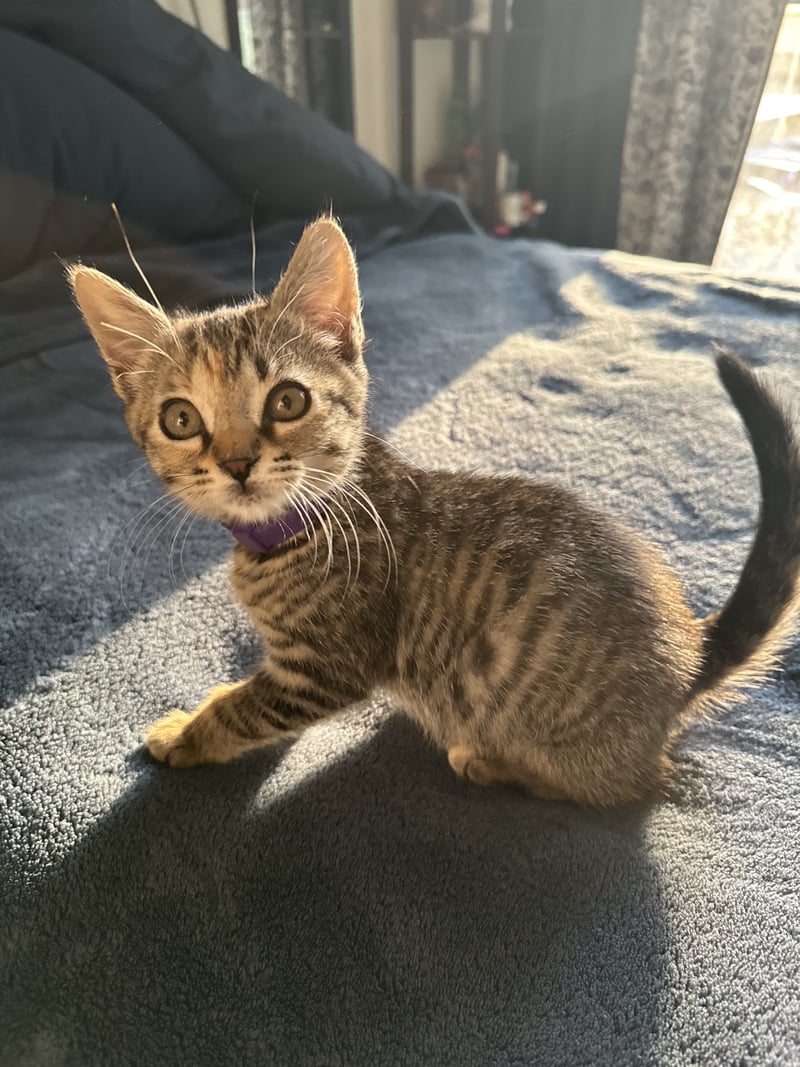 Sunlit Kitten Portrait Spot