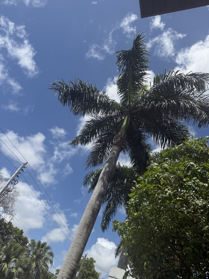 Miami Palm Vista