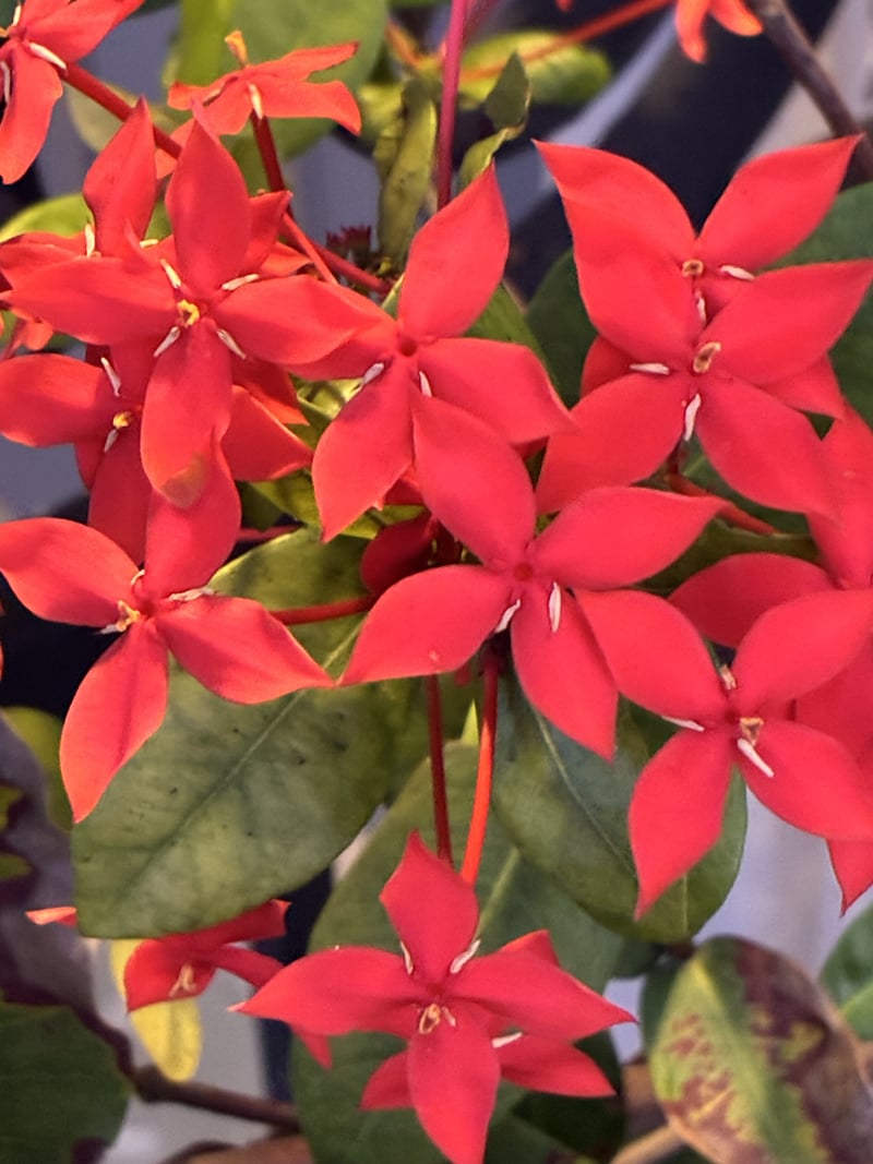 St. Petersburg Ixora Garden