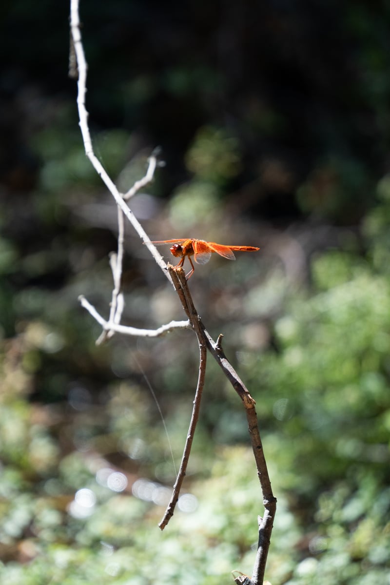 Whiting Ranch Wilderness Park