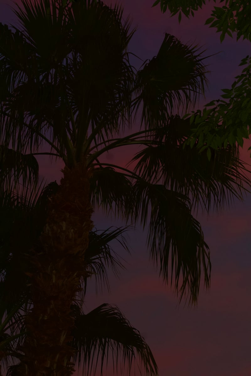 Pasco Sunset Palm
