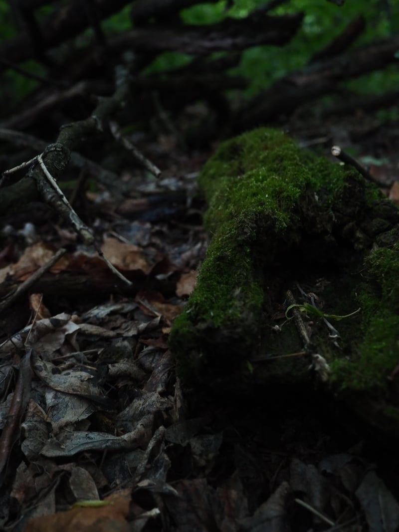 Kennedale Ravine
