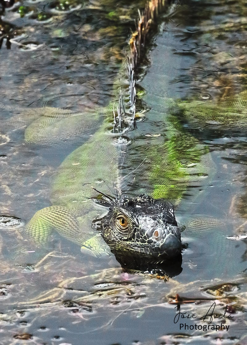 Lehigh Acres Waterways