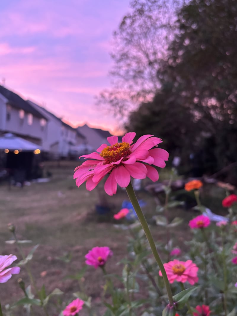 Charlotte Garden Bloom