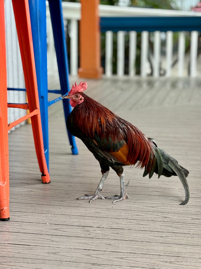 Key West Old Town Roosters