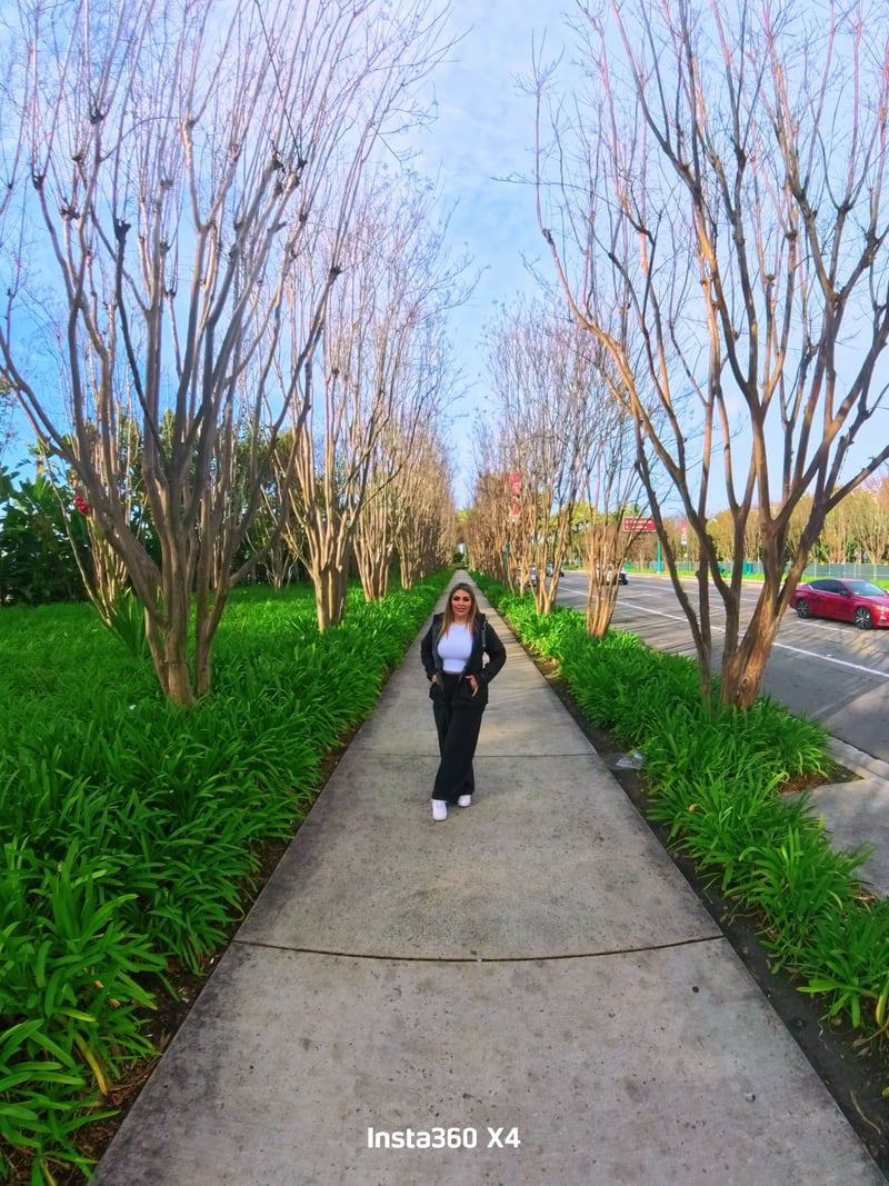 Disneyland Drive Tree-Lined Walkway