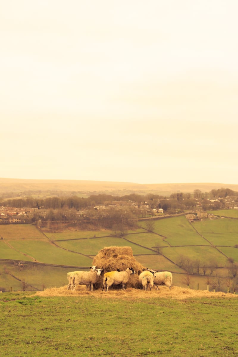 Saddleworth Moor Overlook