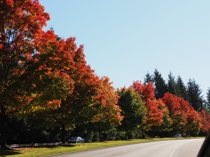 Sunnyside Autumn Parkway