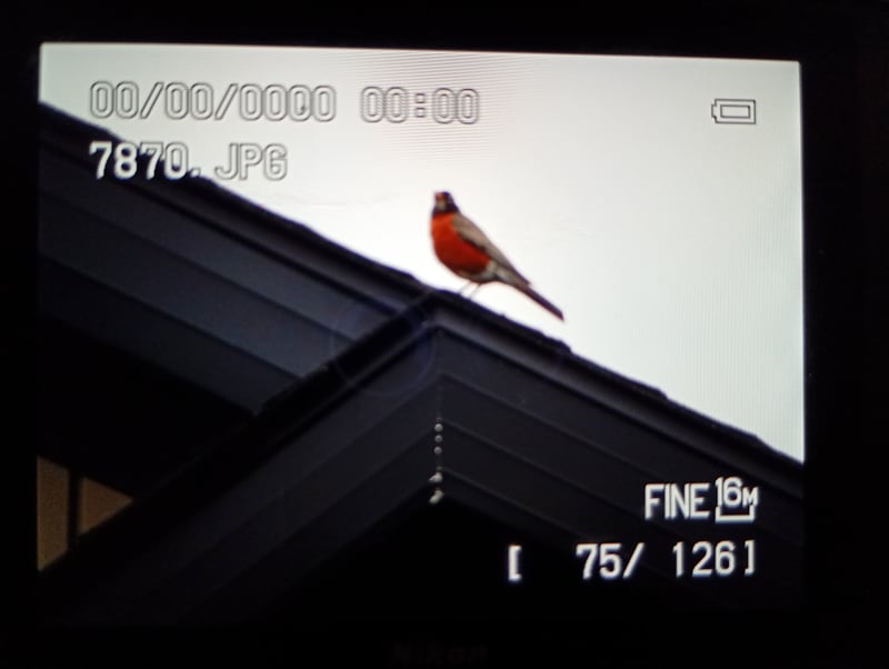Rosenthal Suburban Birding