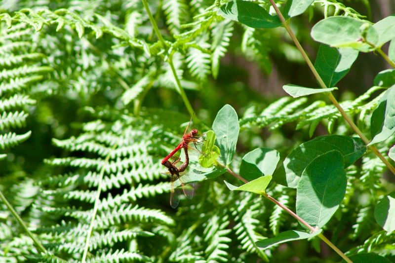 Willow Point Nature Trails