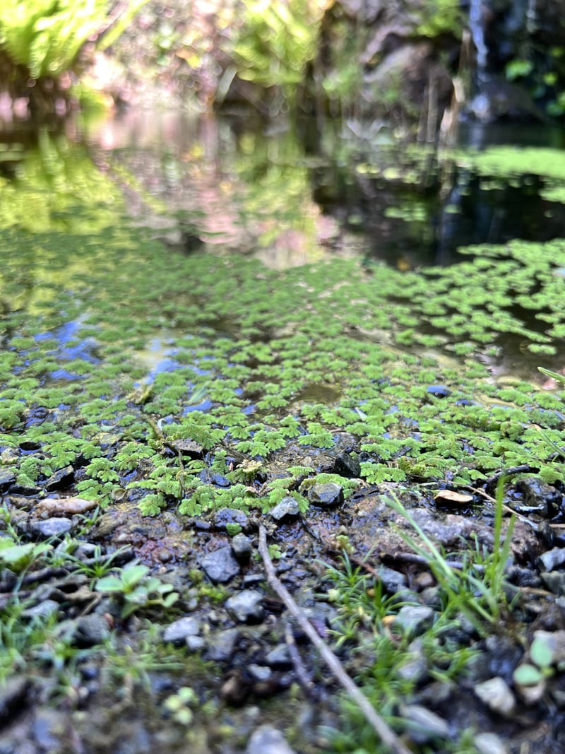 Trinity Road Creek