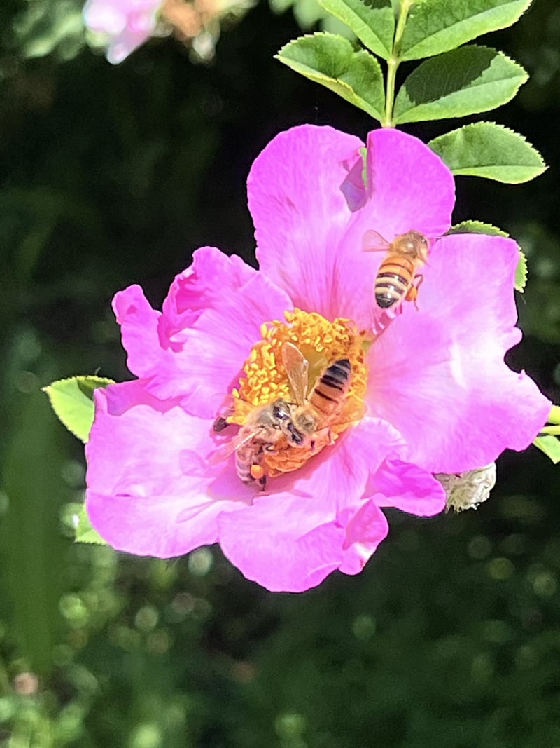 Sonoma Botanical Garden
