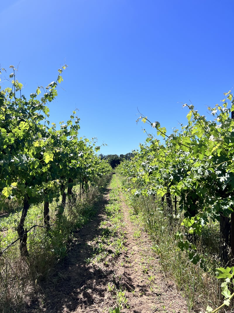Benziger Family Winery