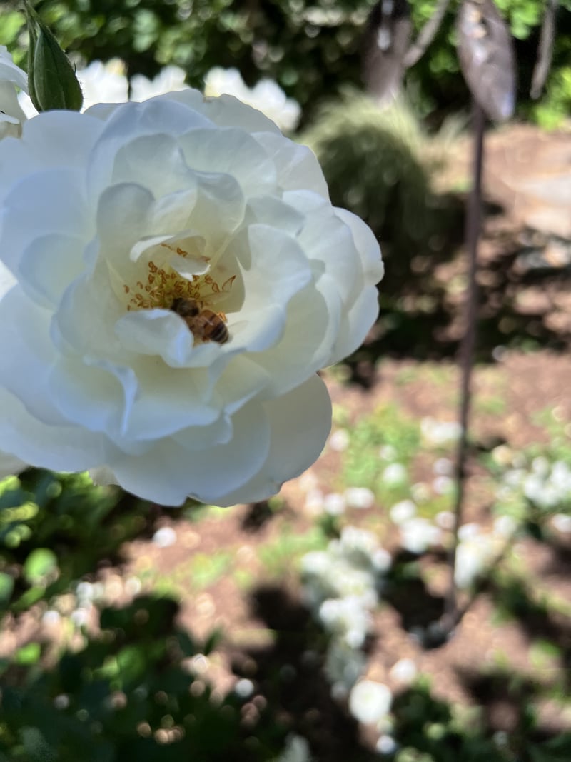 Sonoma Garden Blooms