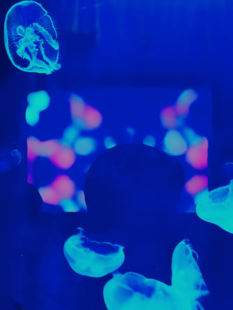 SeaWorld San Diego Jellyfish Exhibit